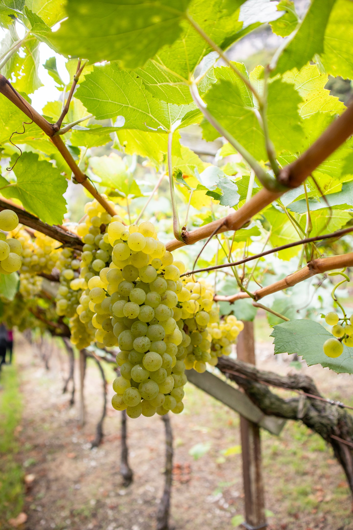Chardonnay Kreuzweg Riserva Family Reserve Alto Adige DOC